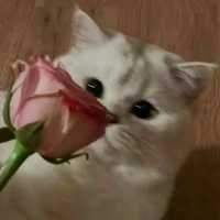 แอด💗🌷