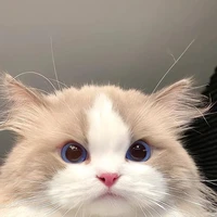 𝓓𝓲𝓸 (author)