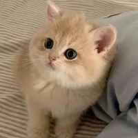 น้องแมว