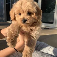 Trace (fl dog)