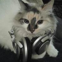 cool cat
