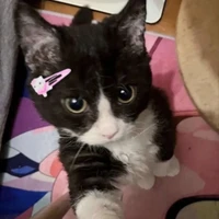 cute cat