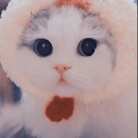 เมฆ(นายเอก)ร่างเเมว
