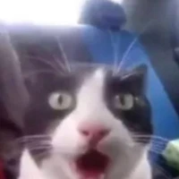 Kucing Garong