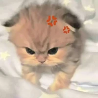 เเอด