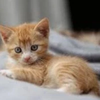 cat 3
