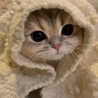 cat 2