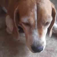 แอด
