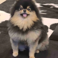 Yeontan