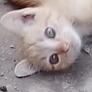 ตระกูล ดยุก