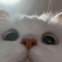 แอดเอง