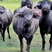 แอดเองจ้ะ🫰🏻