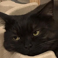 Gato Tom(Invocação forma Animal)
