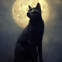 Black cat