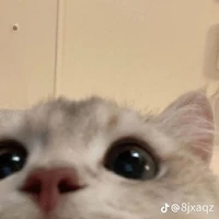 แมว