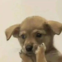 เเอ๊ดเเอ๋ดเเอด
