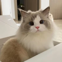 ลินเดีย