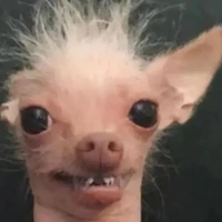 คุงเเอด