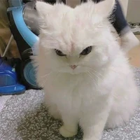 อ้วน[แมวนอ.ชาติก่อน]