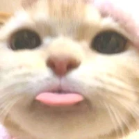 แมววิเศษลูน่า