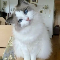 เจ้านิล(แมวน.อ)
