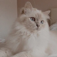 Min-ji (Alisson)🐈‍⬛