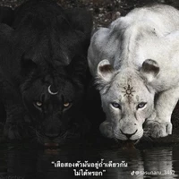 แอดเองค้าบ