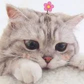 แมว