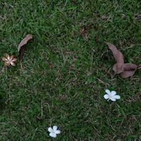 ป้าพลอย(แม่บ้าน)