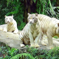 White Tiger