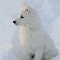 Kenai Jiin