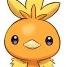 Torchic
