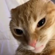 ✨แอด✨
