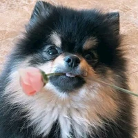 ยอนทัน🐶
