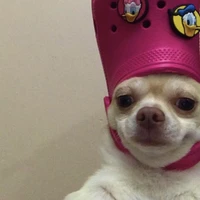 แอดมังกรบิน😁