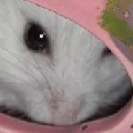 chippy