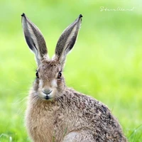 อี้หราน / ผู้อาวุโสดูแลกระต่ายเด็ก