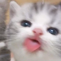 แอดแมวเปรต
