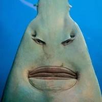 563
