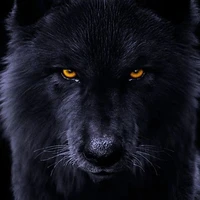 wolf king