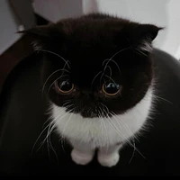 แอดเอง