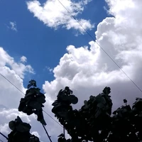 Policias
