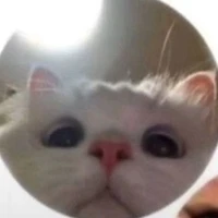 Todos~