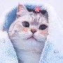 แอด