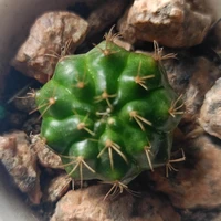 Cactii