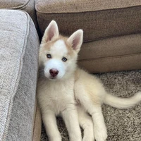 อเล็กซ์