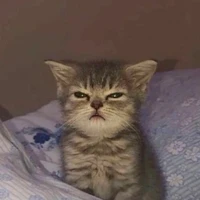 แอดดด