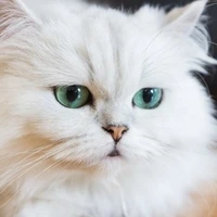 ชิเอล
