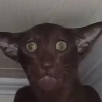 .....