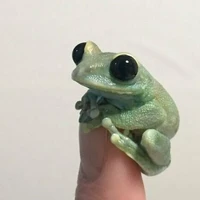 Froggy